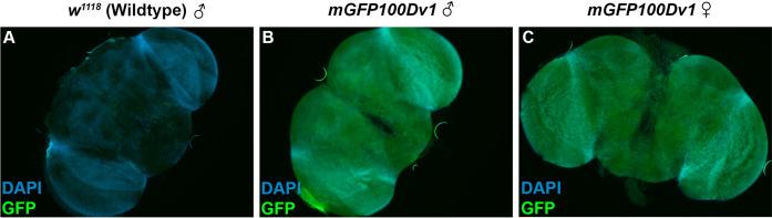 https://cdn.ncbi.nlm.nih.gov/pmc/blobs/bf41/9116940/6e10e9825150/elife-76893-fig3-figsupp2.jpg