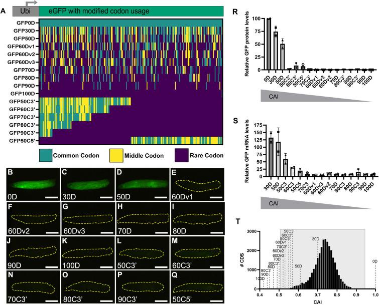https://cdn.ncbi.nlm.nih.gov/pmc/blobs/bf41/9116940/b2fe32d75880/elife-76893-fig1.jpg