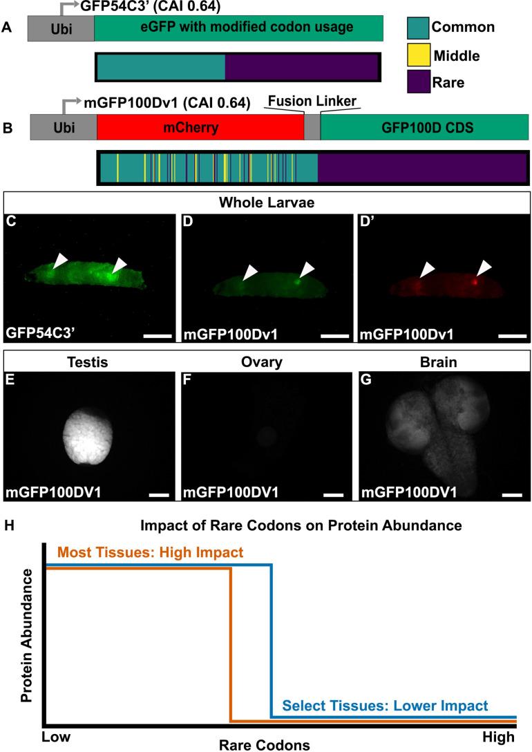https://cdn.ncbi.nlm.nih.gov/pmc/blobs/bf41/9116940/ef9446c500f4/elife-76893-fig2.jpg
