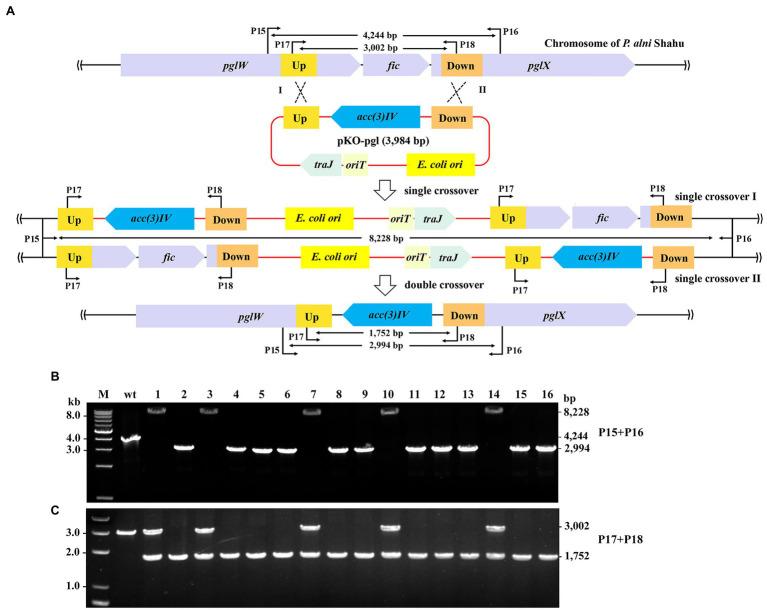 https://cdn.ncbi.nlm.nih.gov/pmc/blobs/bf42/8928166/0cfaaaeea326/fmicb-13-848964-g003.jpg