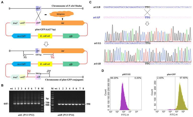 https://cdn.ncbi.nlm.nih.gov/pmc/blobs/bf42/8928166/44a115d8f6f4/fmicb-13-848964-g002.jpg