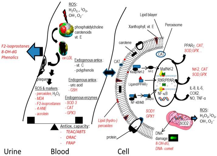 https://cdn.ncbi.nlm.nih.gov/pmc/blobs/bf48/6616644/a308977c424c/antioxidants-08-00179-g001.jpg