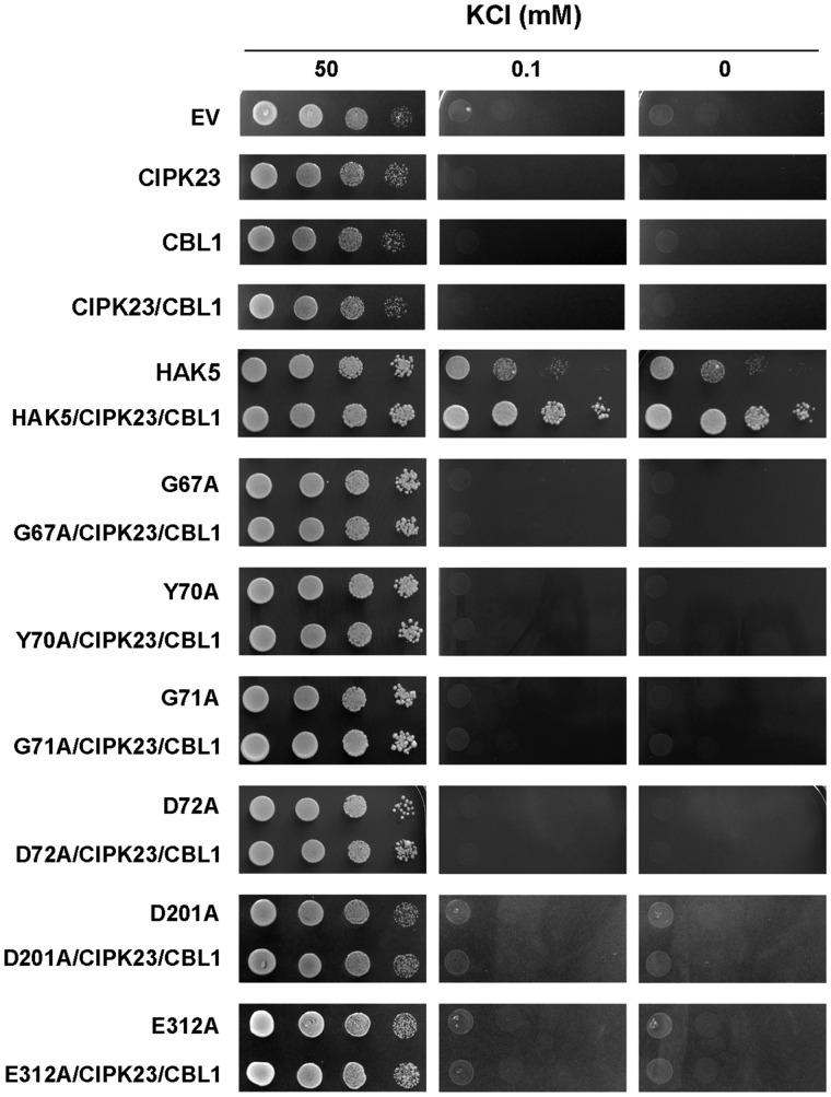 https://cdn.ncbi.nlm.nih.gov/pmc/blobs/bf4b/8133630/529b29891992/kiab028f2.jpg