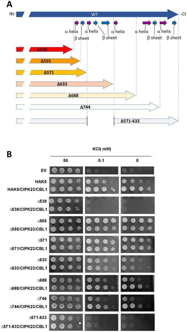 https://cdn.ncbi.nlm.nih.gov/pmc/blobs/bf4b/8133630/b6e14120c249/kiab028f3.jpg