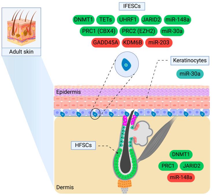 https://cdn.ncbi.nlm.nih.gov/pmc/blobs/bf51/11755608/6079d18d0ecf/epigenomes-09-00003-g001.jpg