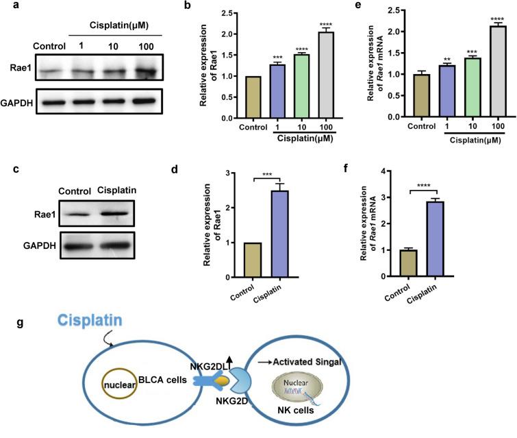 https://cdn.ncbi.nlm.nih.gov/pmc/blobs/bf52/10329593/a45028c1b9b9/11255_2023_3650_Fig6_HTML.jpg