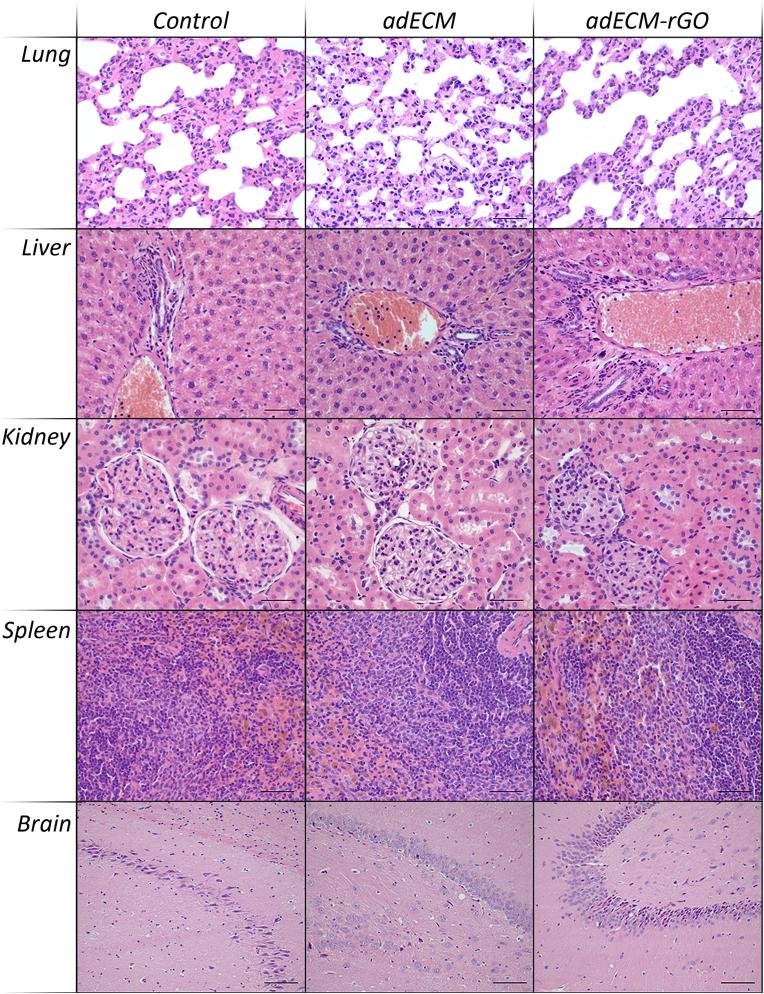 https://cdn.ncbi.nlm.nih.gov/pmc/blobs/bf57/11061343/a8237707e7b8/gr7.jpg
