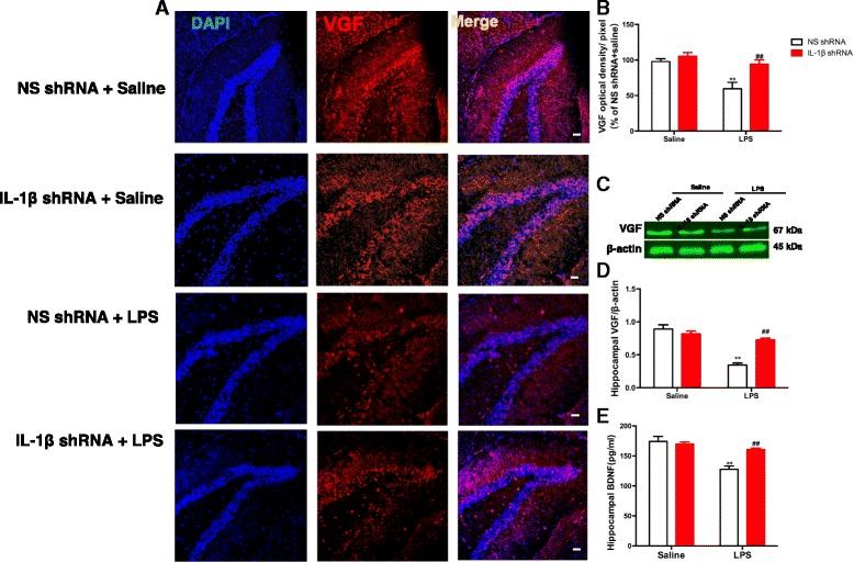 https://cdn.ncbi.nlm.nih.gov/pmc/blobs/bf57/5607621/2682d0e1b973/12974_2017_964_Fig5_HTML.jpg