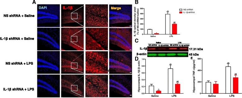 https://cdn.ncbi.nlm.nih.gov/pmc/blobs/bf57/5607621/53377d97ccc3/12974_2017_964_Fig4_HTML.jpg