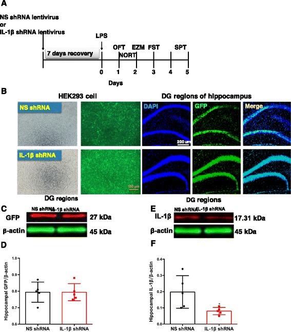https://cdn.ncbi.nlm.nih.gov/pmc/blobs/bf57/5607621/c53959da2ace/12974_2017_964_Fig1_HTML.jpg