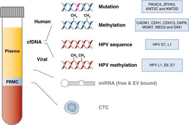 https://cdn.ncbi.nlm.nih.gov/pmc/blobs/bf59/9554027/4e551aeebef2/41416_2022_1868_Fig1_HTML.jpg