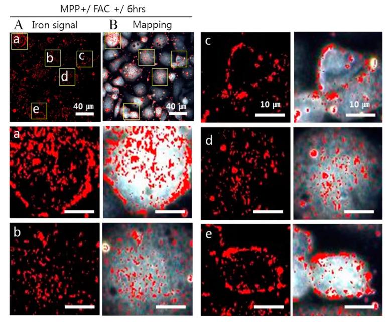 https://cdn.ncbi.nlm.nih.gov/pmc/blobs/bf5a/11049567/508eadbf7473/cimb-46-00175-g003.jpg
