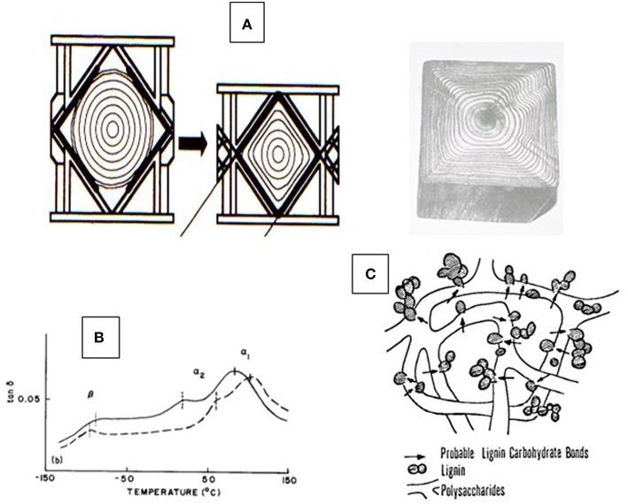 https://cdn.ncbi.nlm.nih.gov/pmc/blobs/bf5a/6727614/bfdee3702a73/fchem-07-00565-g0001.jpg