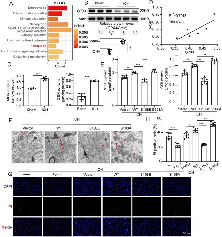 https://cdn.ncbi.nlm.nih.gov/pmc/blobs/bf5b/11979711/bb0720cbac61/CNS-31-e70373-g001.jpg
