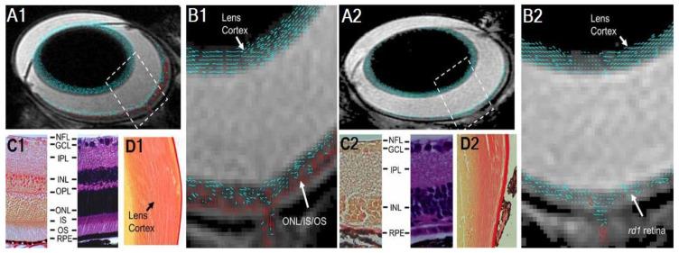 https://cdn.ncbi.nlm.nih.gov/pmc/blobs/bf5b/8945790/13c601f025ed/biology-11-00454-g003.jpg