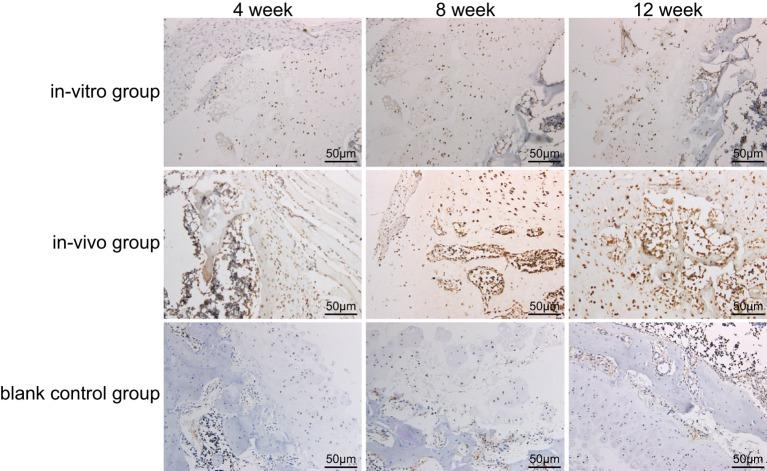 https://cdn.ncbi.nlm.nih.gov/pmc/blobs/bf5c/5968190/07044d56c3fe/bsr-37-bsr20170804-g5.jpg