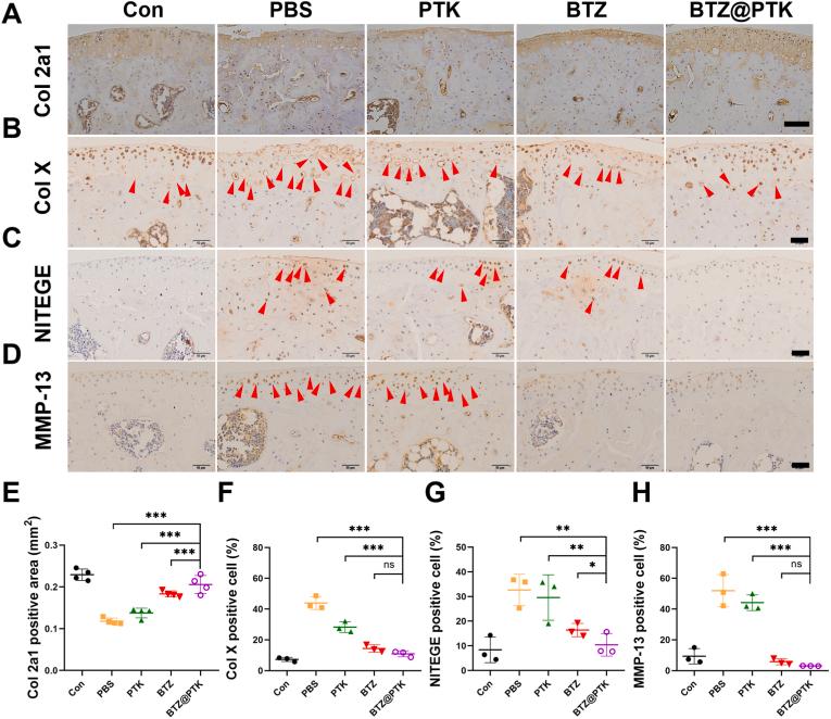 https://cdn.ncbi.nlm.nih.gov/pmc/blobs/bf5d/10755683/6bd40b9ae683/gr7.jpg