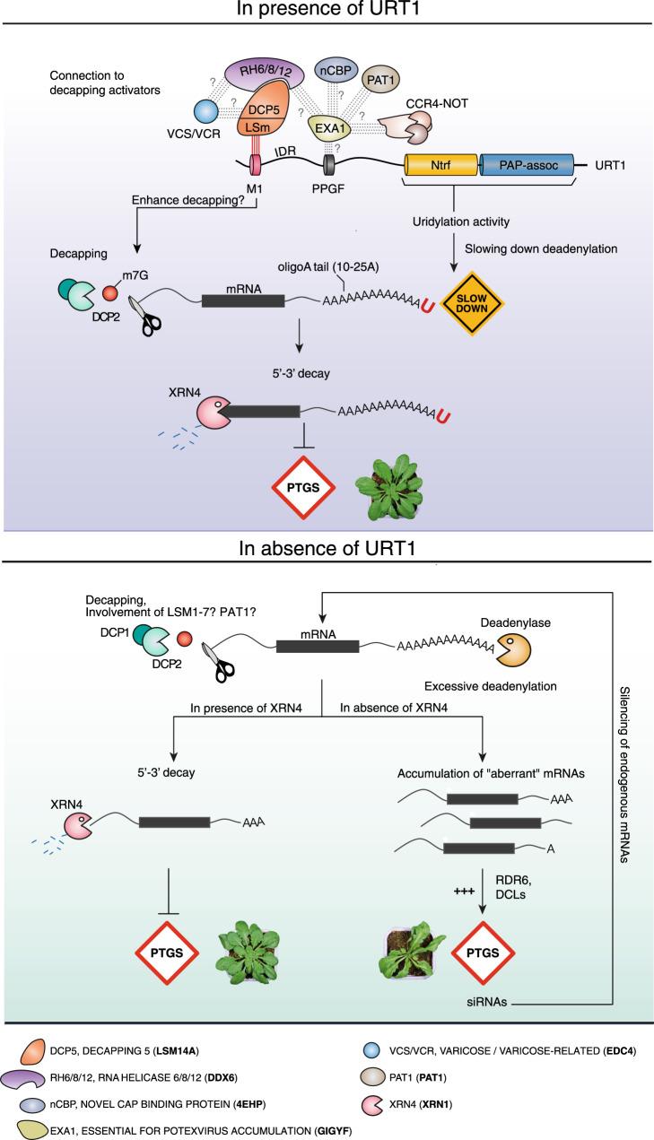 https://cdn.ncbi.nlm.nih.gov/pmc/blobs/bf5d/7910438/ed0217493c7c/41467_2021_21382_Fig7_HTML.jpg