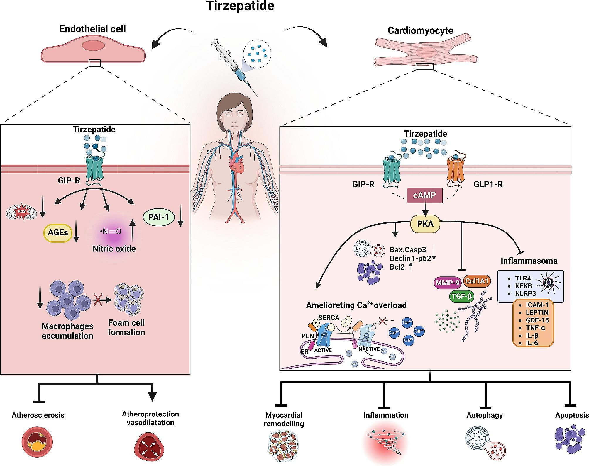 https://cdn.ncbi.nlm.nih.gov/pmc/blobs/bf65/11238498/28bee57c9d8f/12933_2024_2319_Fig1_HTML.jpg