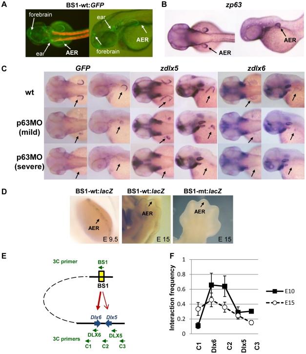 https://cdn.ncbi.nlm.nih.gov/pmc/blobs/bf67/2924305/55fc2b94fe8c/pgen.1001065.g005.jpg