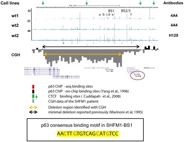 https://cdn.ncbi.nlm.nih.gov/pmc/blobs/bf67/2924305/94370020bf4c/pgen.1001065.g003.jpg