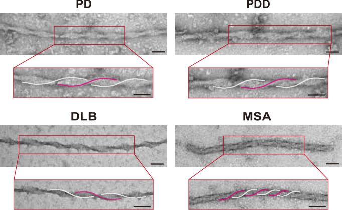 https://cdn.ncbi.nlm.nih.gov/pmc/blobs/bf6c/11588339/e35bd6c31c90/elife-92775-fig5-figsupp1.jpg