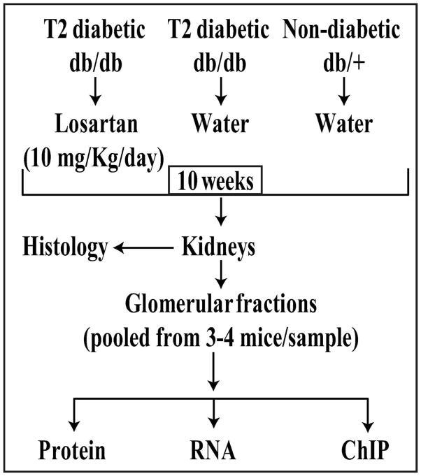 https://cdn.ncbi.nlm.nih.gov/pmc/blobs/bf6d/3946617/7eeafda379fd/nihms519854f1.jpg