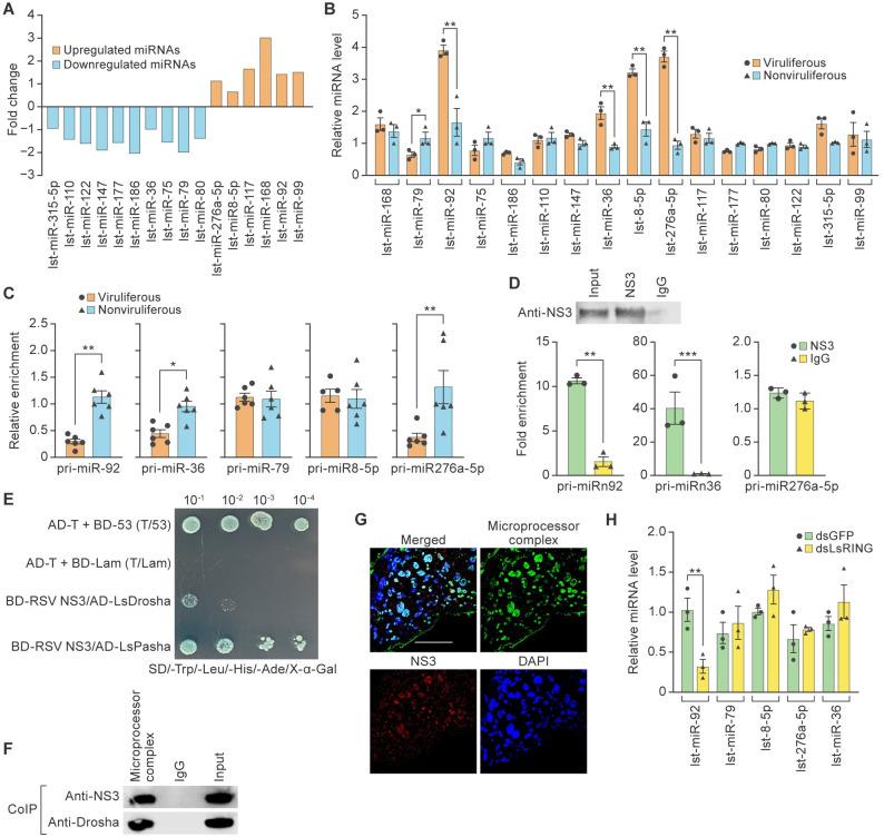 https://cdn.ncbi.nlm.nih.gov/pmc/blobs/bf70/10984529/6ed4881e2841/ppat.1012112.g006.jpg