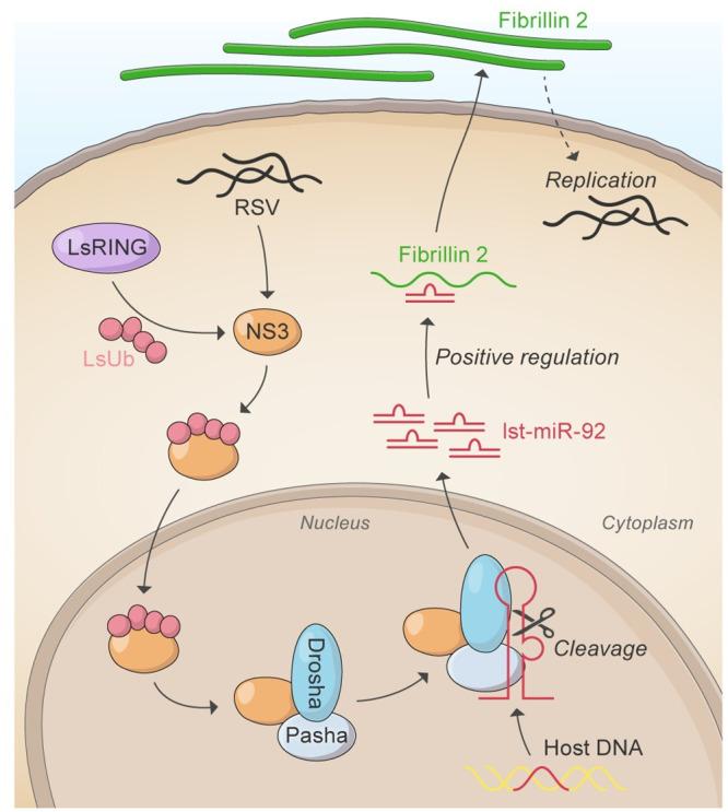 https://cdn.ncbi.nlm.nih.gov/pmc/blobs/bf70/10984529/70144fd46e90/ppat.1012112.g008.jpg