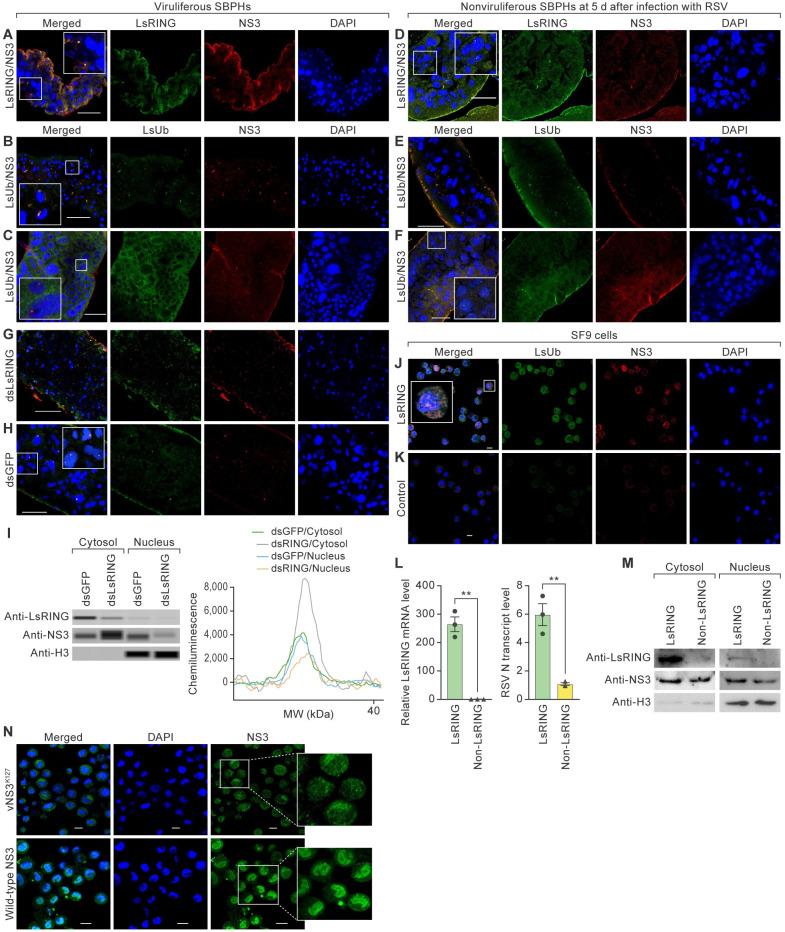 https://cdn.ncbi.nlm.nih.gov/pmc/blobs/bf70/10984529/7899acc3ad11/ppat.1012112.g004.jpg