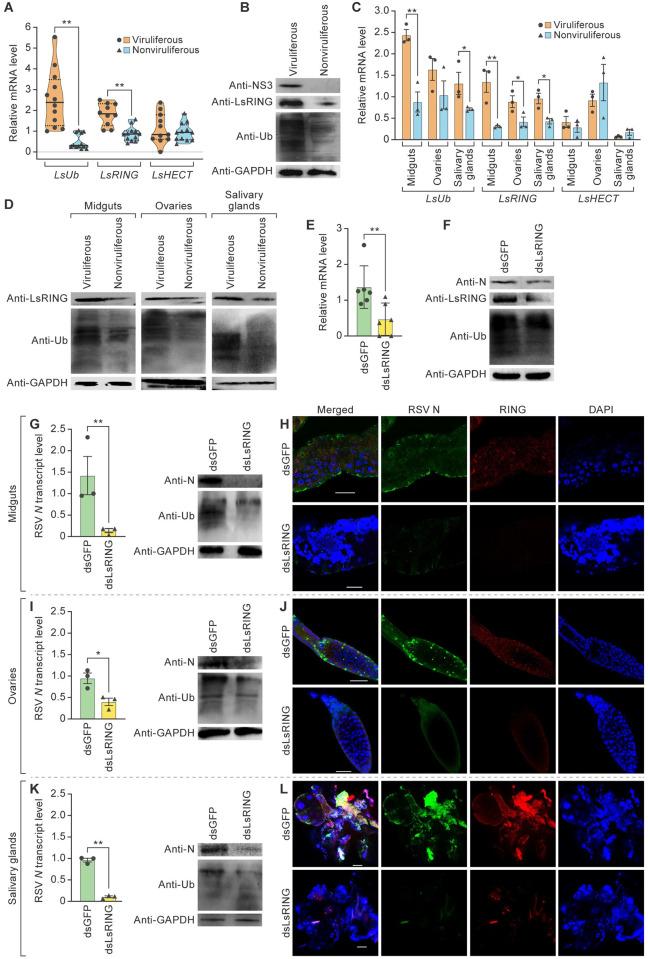 https://cdn.ncbi.nlm.nih.gov/pmc/blobs/bf70/10984529/a967500ff6ec/ppat.1012112.g001.jpg
