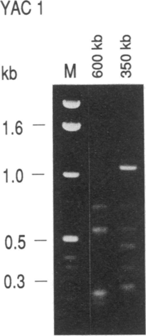 https://cdn.ncbi.nlm.nih.gov/pmc/blobs/bf71/49311/bb00b231316c/pnas01086-0267-a.jpg