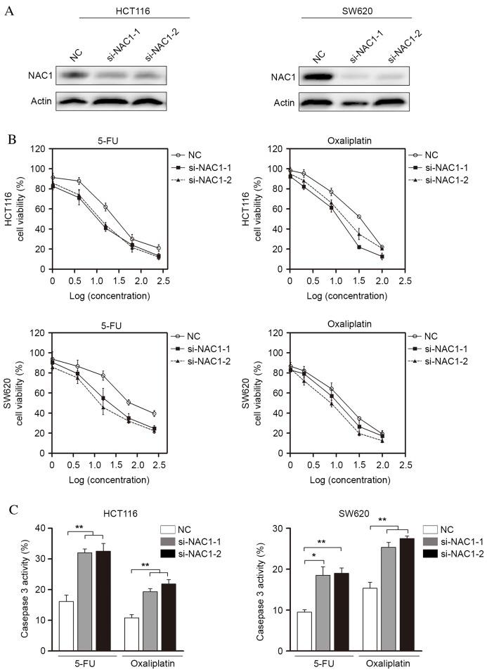 https://cdn.ncbi.nlm.nih.gov/pmc/blobs/bf73/5547960/ca5424016b34/MMR-16-03-3194-g02.jpg