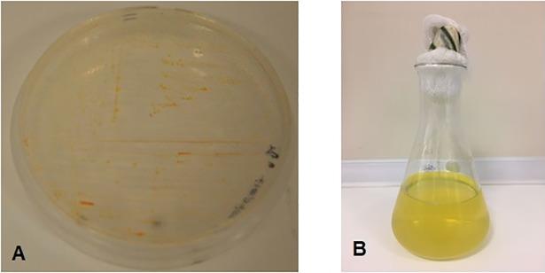https://cdn.ncbi.nlm.nih.gov/pmc/blobs/bf75/6192653/54599cc72ffb/pone.0205817.g001.jpg