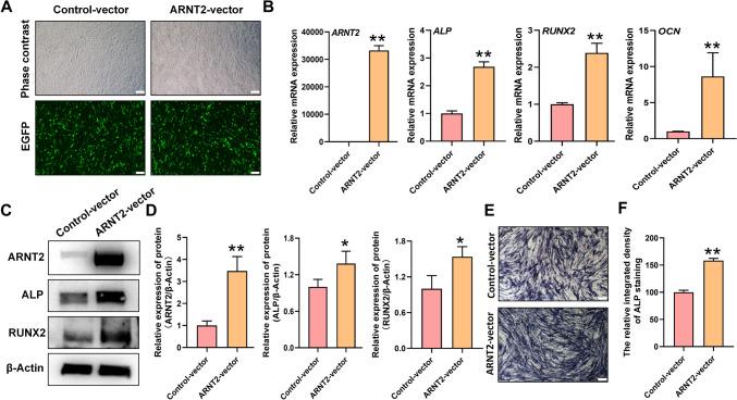 https://cdn.ncbi.nlm.nih.gov/pmc/blobs/bf76/12274243/3e72c93b4a29/223_2025_1407_Fig5_HTML.jpg