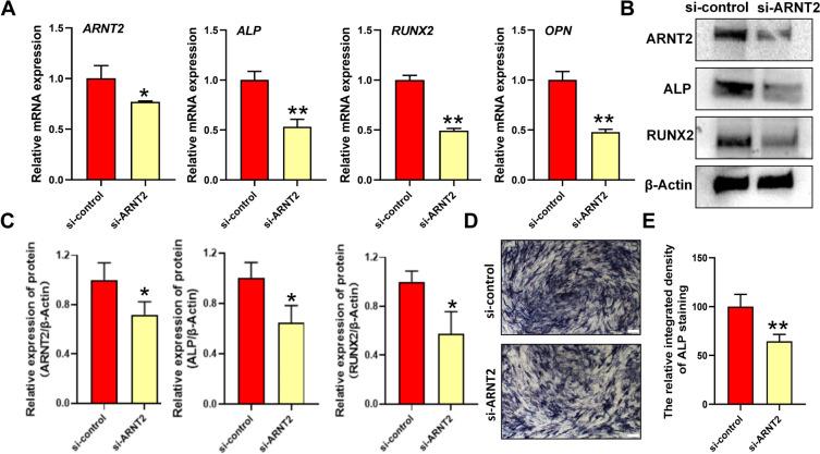 https://cdn.ncbi.nlm.nih.gov/pmc/blobs/bf76/12274243/db5ff3b19d54/223_2025_1407_Fig6_HTML.jpg
