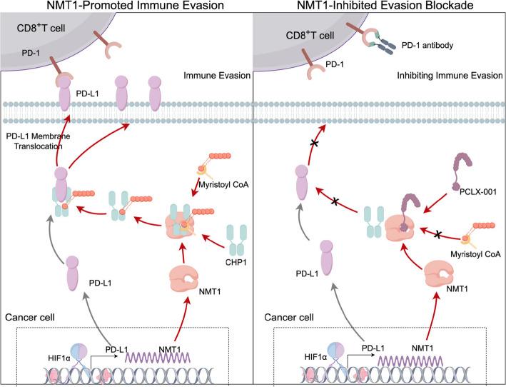 https://cdn.ncbi.nlm.nih.gov/pmc/blobs/bf77/12219335/29f6e4affcd8/13046_2025_3438_Fig7_HTML.jpg
