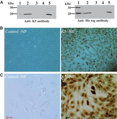 https://cdn.ncbi.nlm.nih.gov/pmc/blobs/bf79/2712783/96864ba458fa/zdb0080958050001.jpg