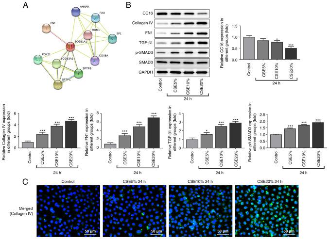 https://cdn.ncbi.nlm.nih.gov/pmc/blobs/bf7a/9019742/8da0ac2e9dd7/etm-23-05-11284-g01.jpg