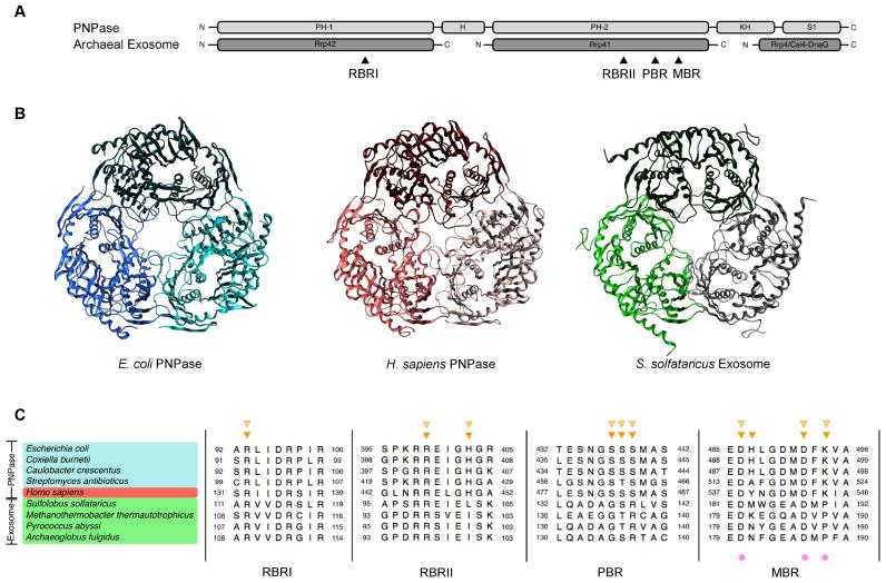 https://cdn.ncbi.nlm.nih.gov/pmc/blobs/bf7c/5416783/40e3c4a11ce8/gkx114fig1.jpg