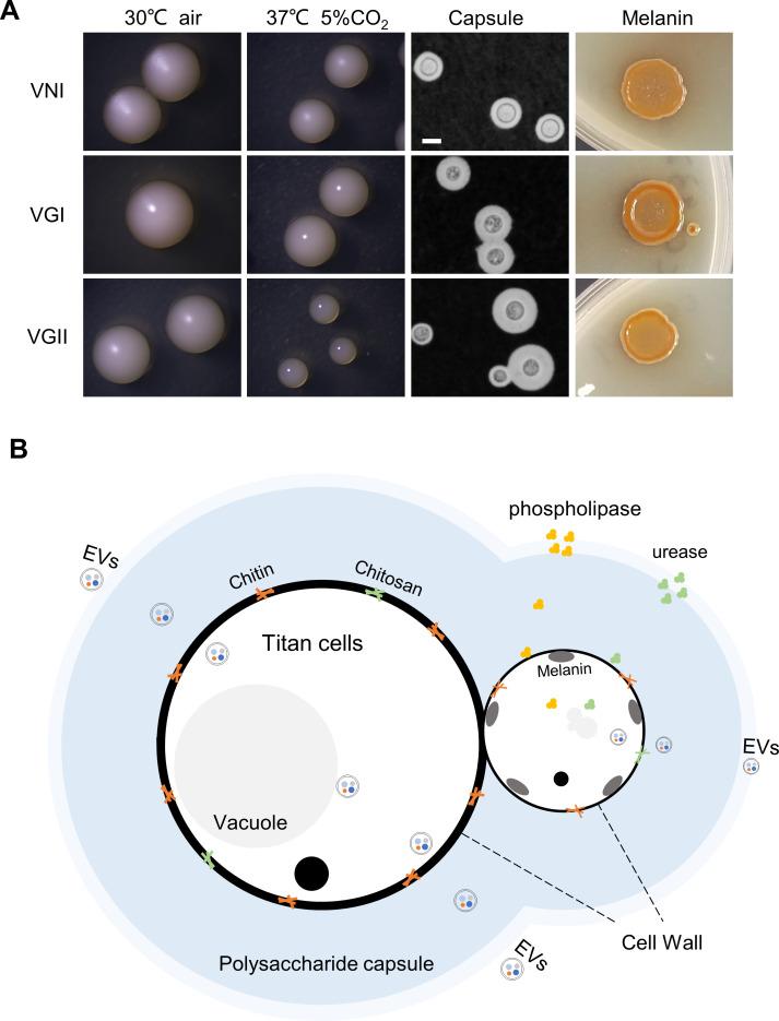 https://cdn.ncbi.nlm.nih.gov/pmc/blobs/bf7d/12225788/1d301b3a270f/pntd.0013245.g001.jpg