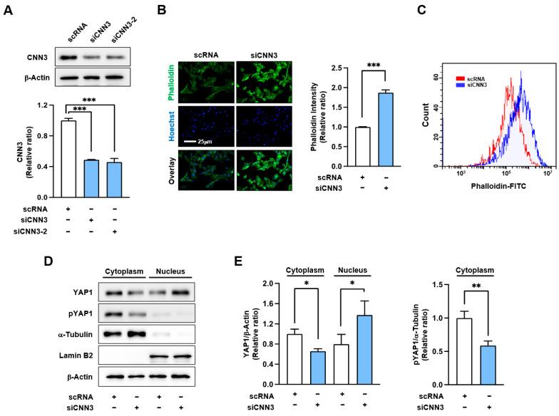 https://cdn.ncbi.nlm.nih.gov/pmc/blobs/bf83/11764405/21478ff94ede/cells-14-00142-g002.jpg