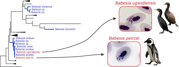 https://cdn.ncbi.nlm.nih.gov/pmc/blobs/bf83/5582639/e6d51bdaebbf/fx1.jpg