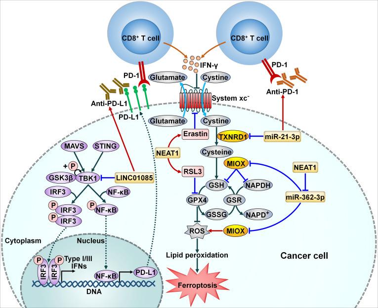 https://cdn.ncbi.nlm.nih.gov/pmc/blobs/bf85/10520974/88f37d019390/fimmu-14-1268745-g003.jpg