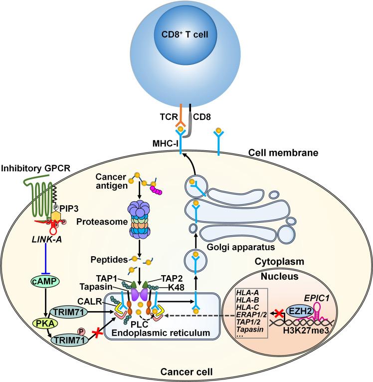 https://cdn.ncbi.nlm.nih.gov/pmc/blobs/bf85/10520974/e128be248691/fimmu-14-1268745-g004.jpg