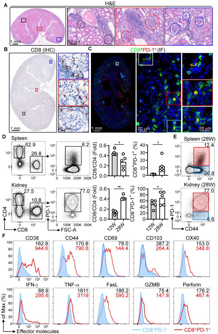 https://cdn.ncbi.nlm.nih.gov/pmc/blobs/bf85/12036892/22ed82ce8ec4/thnov15p5029g002.jpg