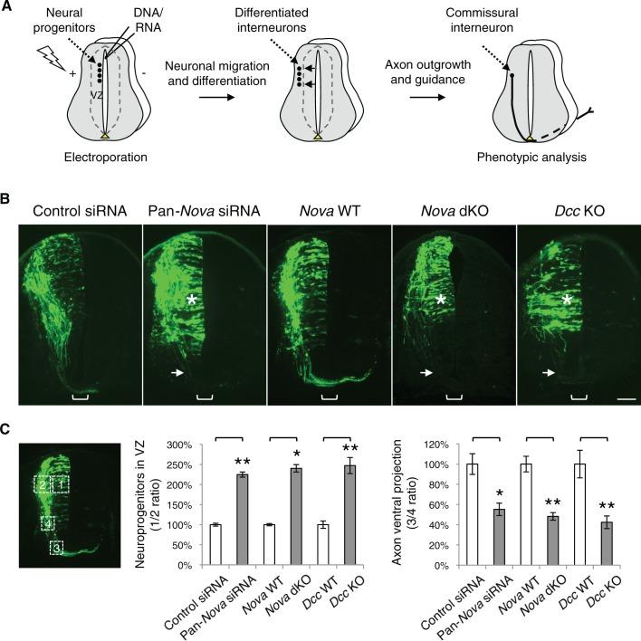 https://cdn.ncbi.nlm.nih.gov/pmc/blobs/bf85/4930329/12fe3601c8ea/elife-14264-fig1.jpg