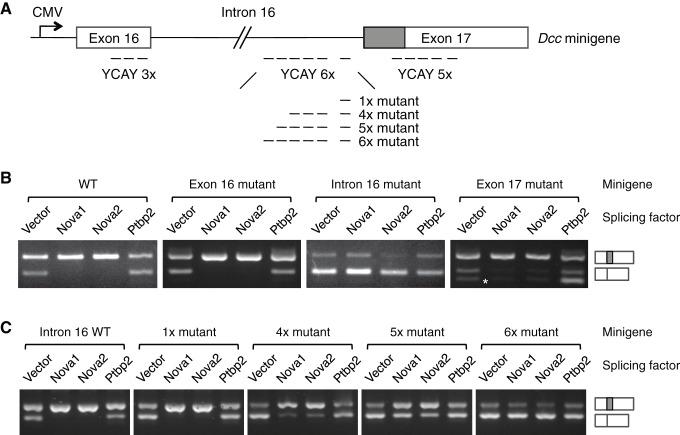 https://cdn.ncbi.nlm.nih.gov/pmc/blobs/bf85/4930329/735d6ebfdbd9/elife-14264-fig9.jpg
