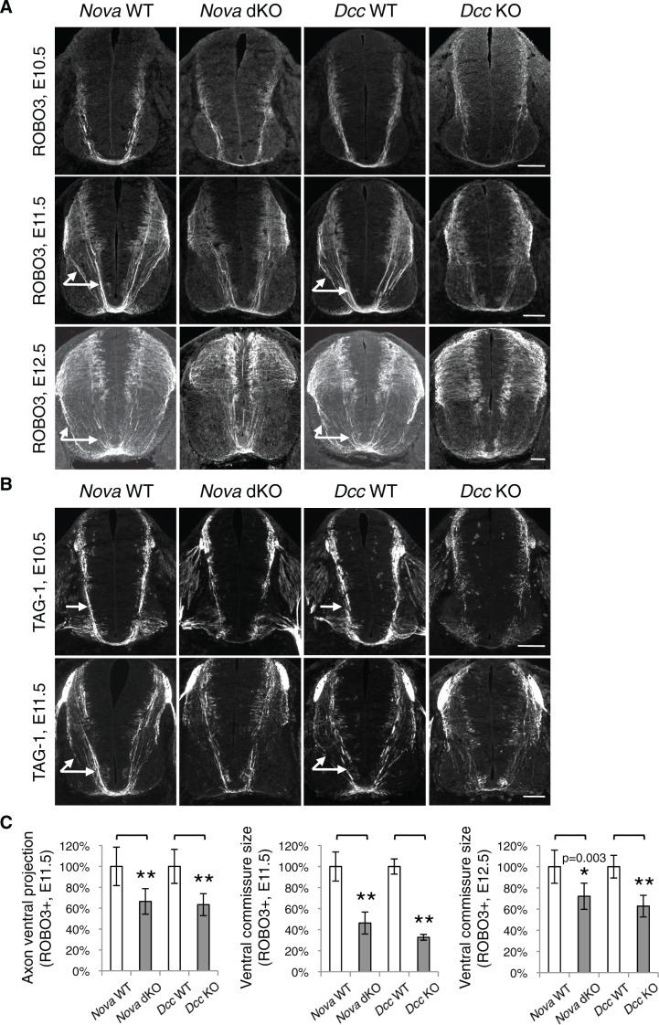 https://cdn.ncbi.nlm.nih.gov/pmc/blobs/bf85/4930329/8ce27a8ecc8c/elife-14264-fig6.jpg