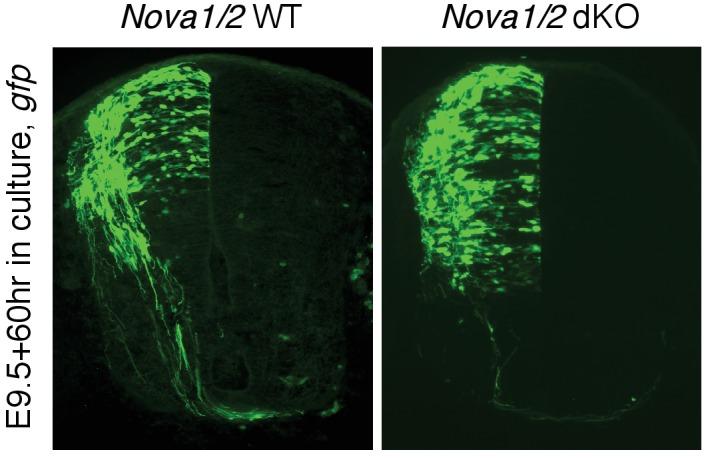 https://cdn.ncbi.nlm.nih.gov/pmc/blobs/bf85/4930329/a57d439a960a/elife-14264-resp-fig1.jpg